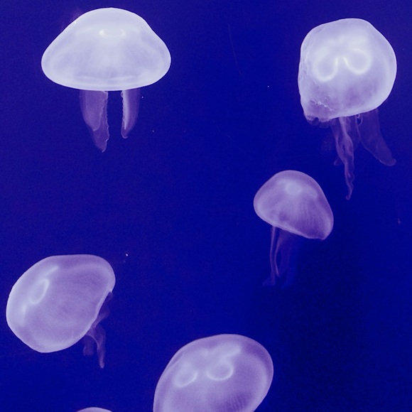 tericatx